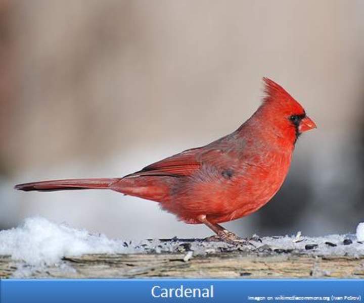 Cardenal Cardenal