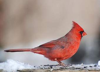 Cardenal Cardenal