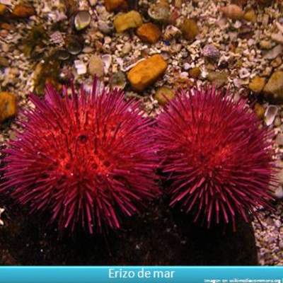 Erizos de mar Erizos de mar