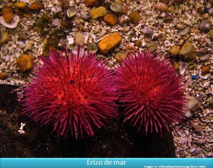 Erizos de mar Erizos de mar