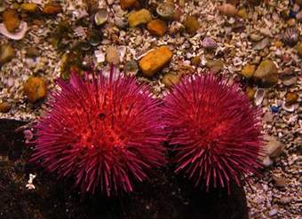 Erizos de mar Erizos de mar