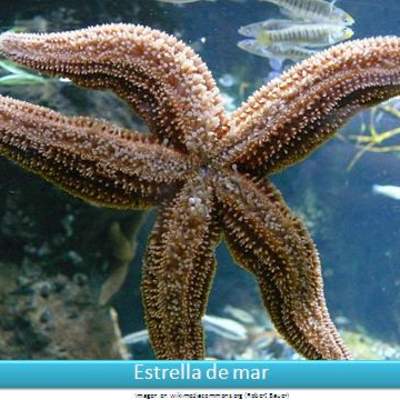 Estrella de mar Estrella de mar