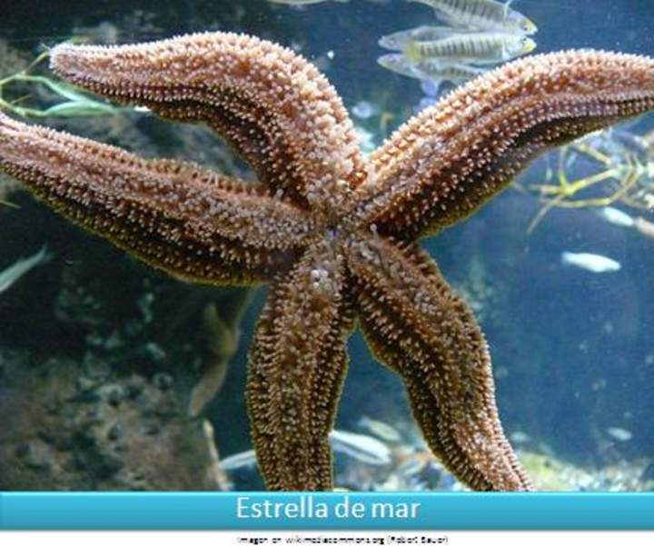 Estrella de mar Estrella de mar