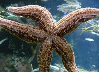 Estrella de mar Estrella de mar