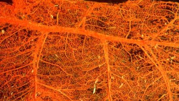 Imagen de capilares del corazón Imagen de capilares del corazón