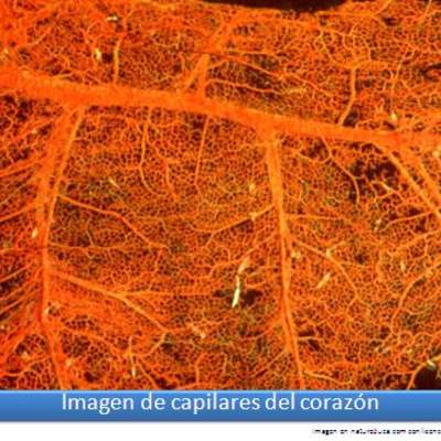 Imagen de capilares del corazón Imagen de capilares del corazón