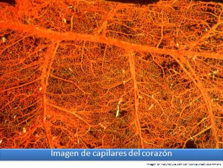 Imagen de capilares del corazón Imagen de capilares del corazón