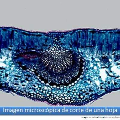 Imagen del corte de una hoja Imagen del corte de una hoja