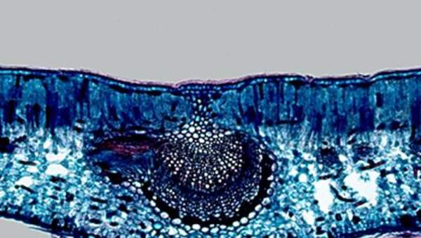 Imagen del corte de una hoja Imagen del corte de una hoja