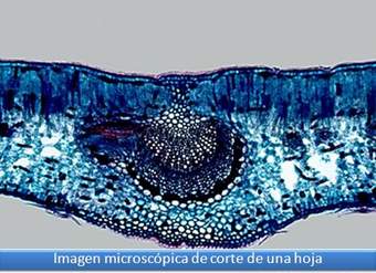 Imagen del corte de una hoja Imagen del corte de una hoja