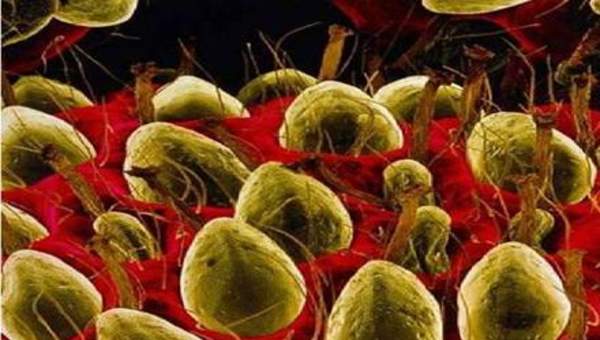 Imagen microscópica 3 Imagen microscópica 3