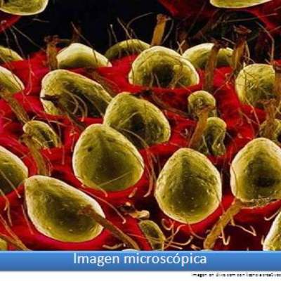 Imagen microscópica 3 Imagen microscópica 3