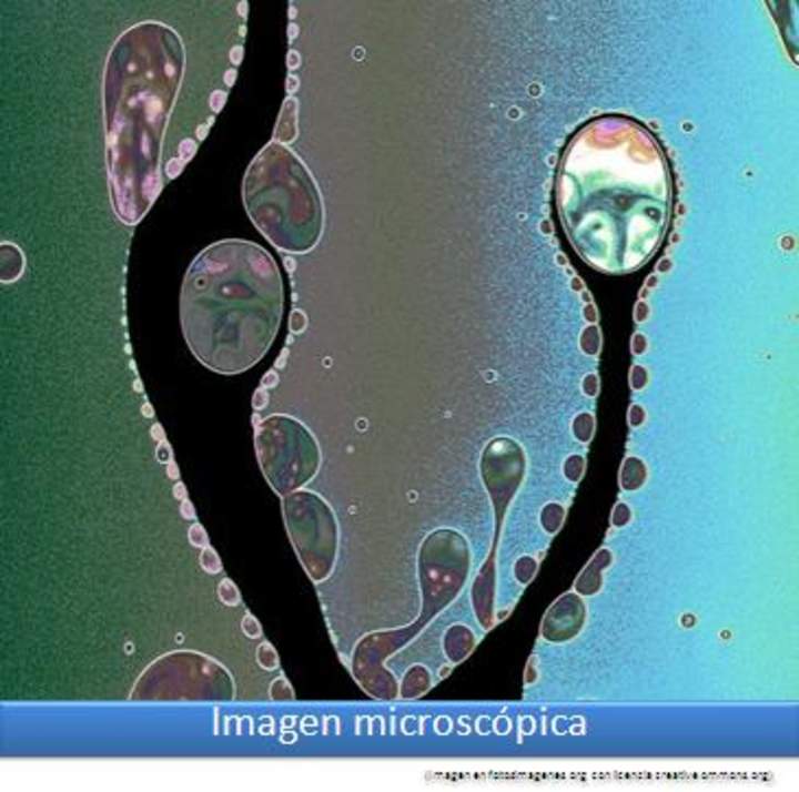Imagen microscópica 4 Imagen microscópica 4