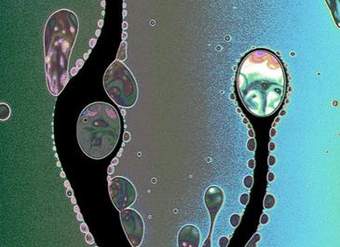 Imagen microscópica 4 Imagen microscópica 4