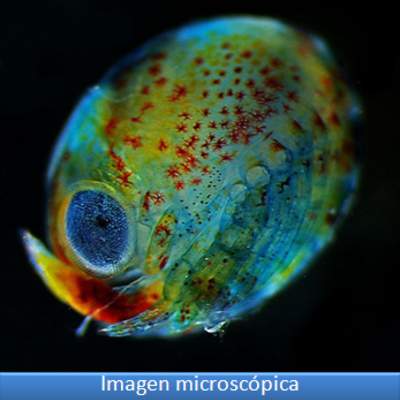 Imagen microscópica 7 Imagen microscópica 7