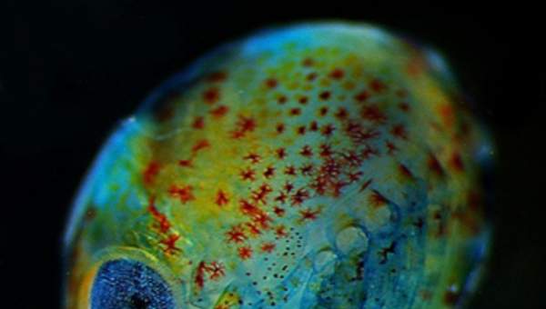 Imagen microscópica 7 Imagen microscópica 7