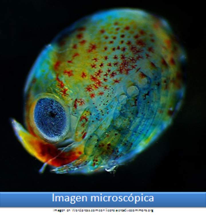 Imagen microscópica 7 Imagen microscópica 7