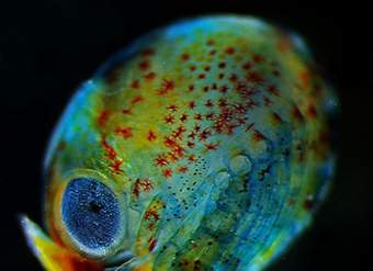 Imagen microscópica 7 Imagen microscópica 7