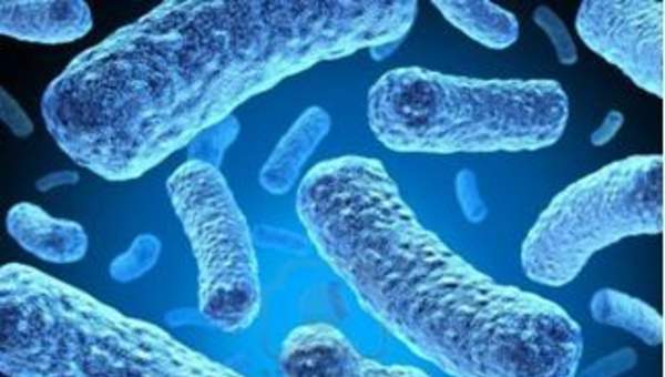 Imagen microscópica 8 Imagen microscópica 8