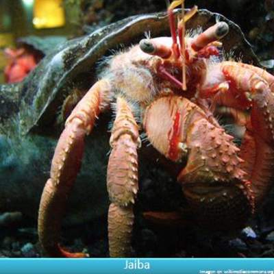 Jaiba Jaiba