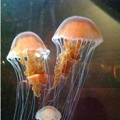 Medusas Medusas