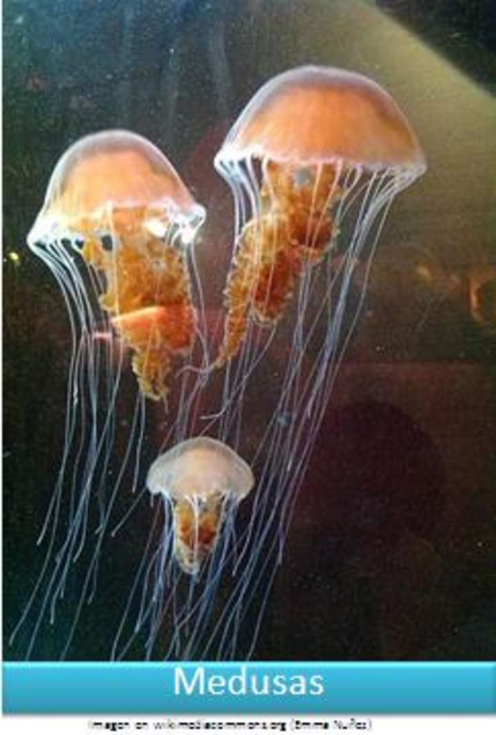 Medusas Medusas