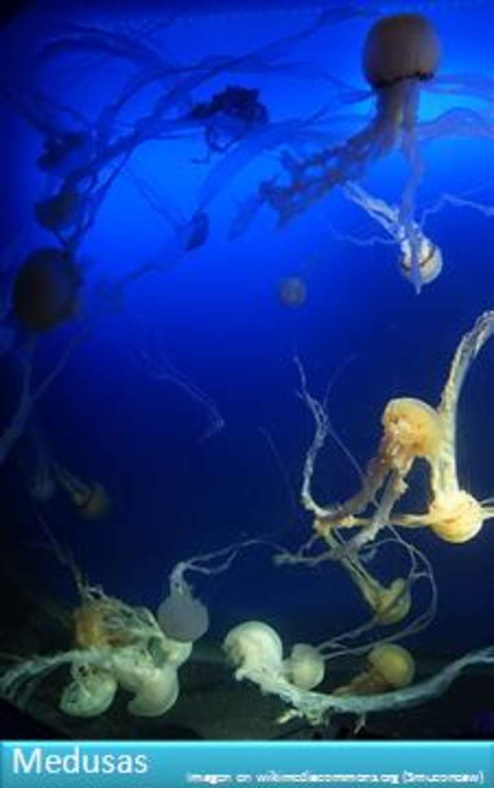 Medusas 1 Medusas 1