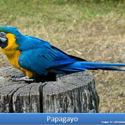 Papagayo Papagayo