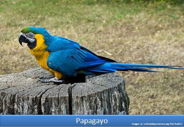 Papagayo Papagayo