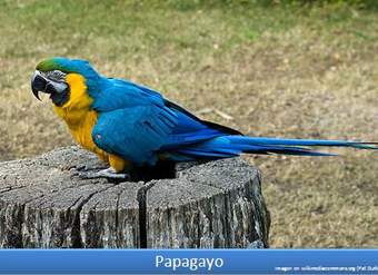 Papagayo Papagayo