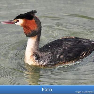 Pato Pato