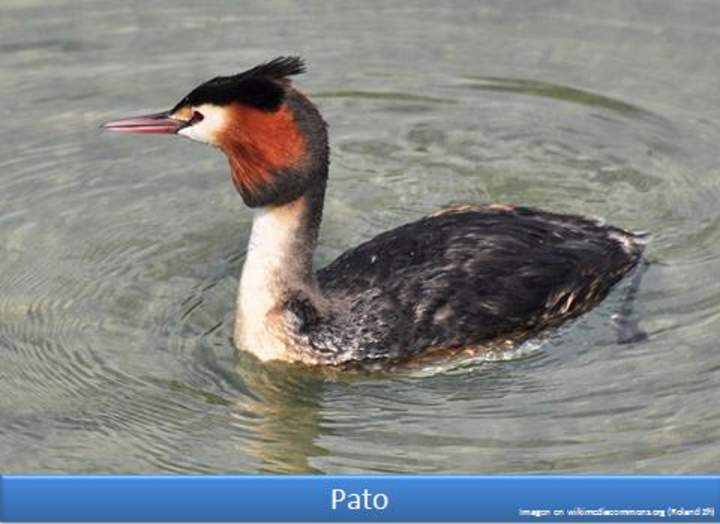 Pato Pato