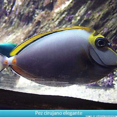 Pez cirujano elegante Pez cirujano elegante