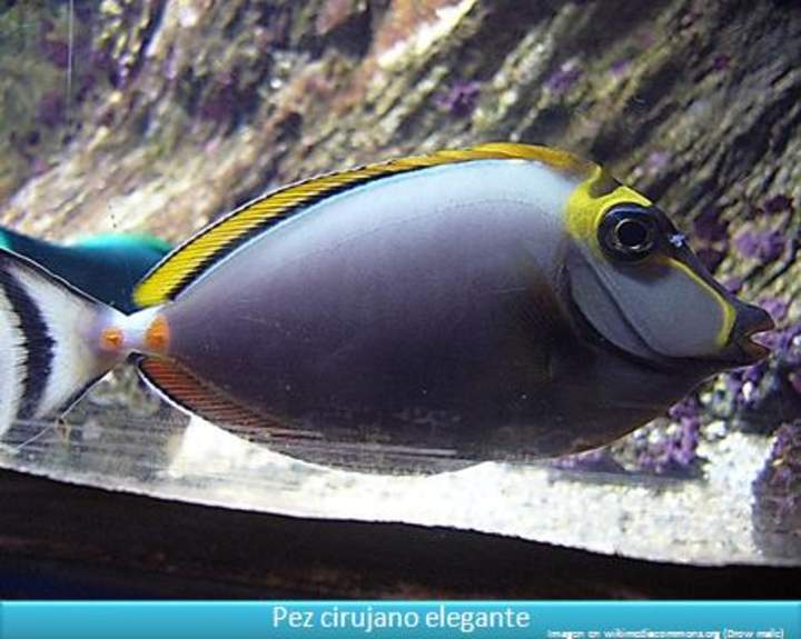 Pez cirujano elegante Pez cirujano elegante