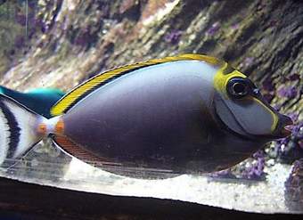 Pez cirujano elegante Pez cirujano elegante