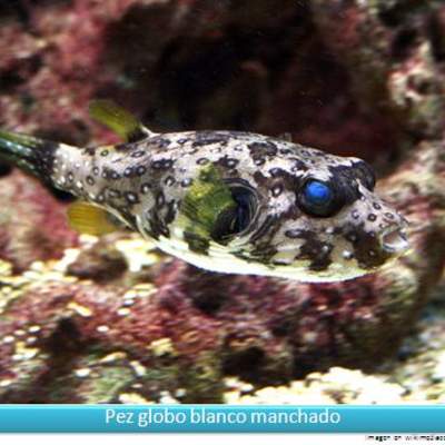 Pez globo Pez globo
