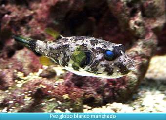 Pez globo Pez globo