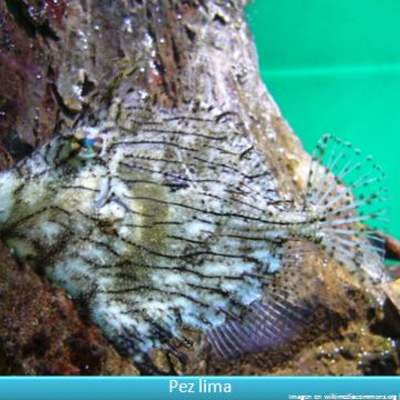Pez lima Pez lima