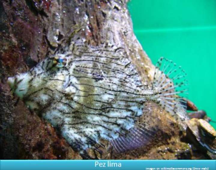 Pez lima Pez lima