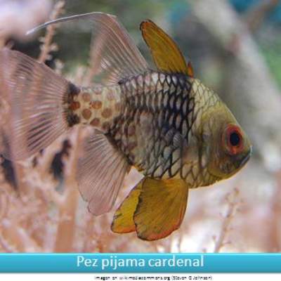 Pez pijama cardenal Pez pijama cardenal