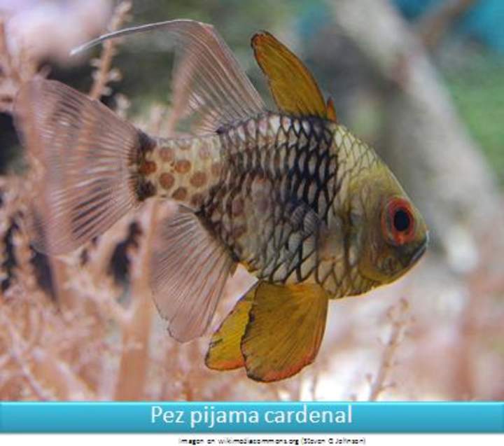 Pez pijama cardenal Pez pijama cardenal