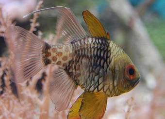 Pez pijama cardenal Pez pijama cardenal