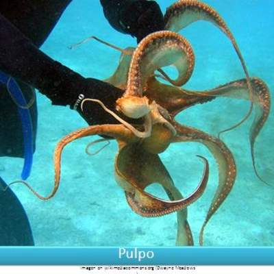 Pulpo Pulpo