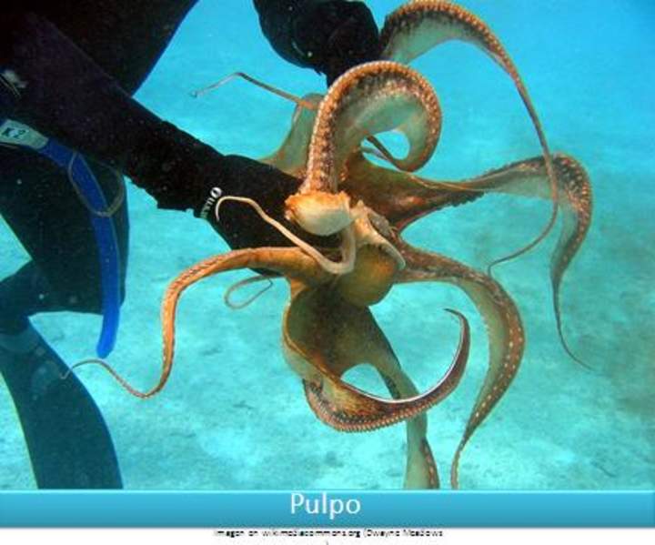 Pulpo Pulpo
