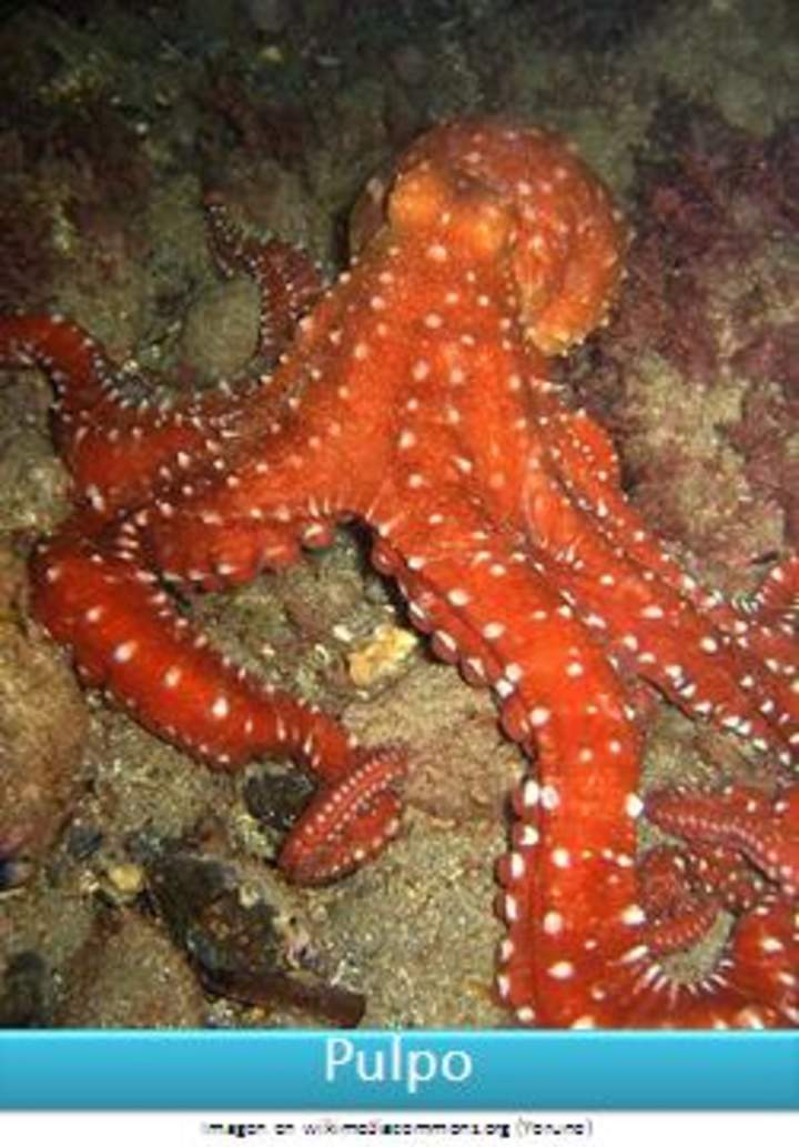 Pulpo Pulpo