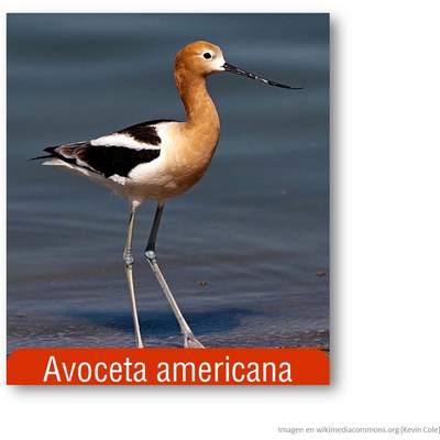 Avoceta americana Avoceta americana