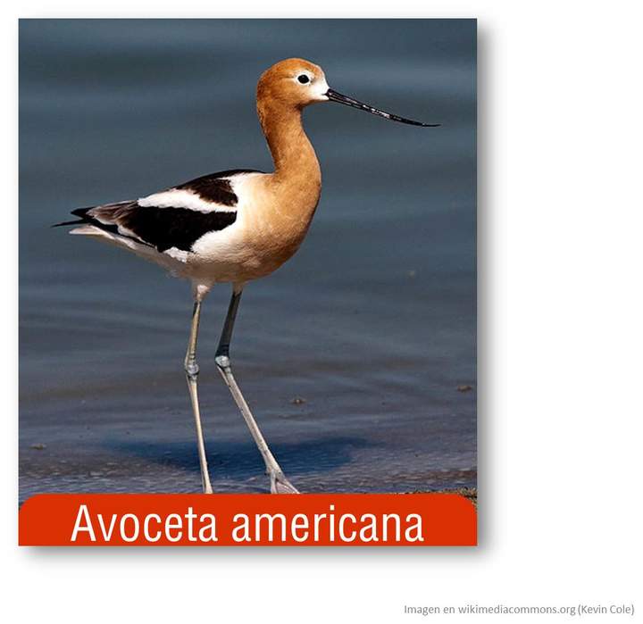 Avoceta americana Avoceta americana