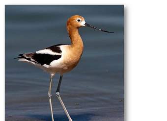 Avoceta americana Avoceta americana