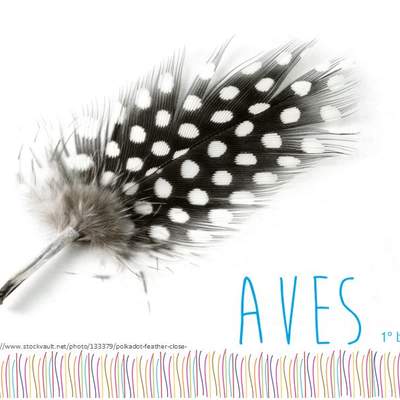 Aves Aves