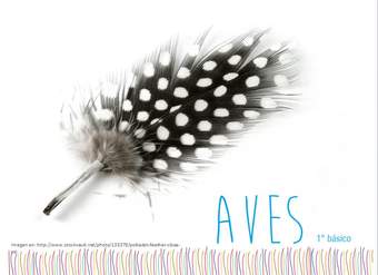 Aves Aves